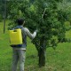 Ψεκαστήρας πλάτης 12Lt προπιέσεως MIURA DI MARTINO M3104